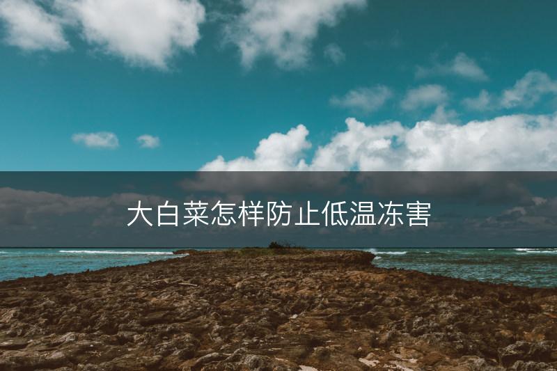 大白菜怎样防止低温冻害(图1)