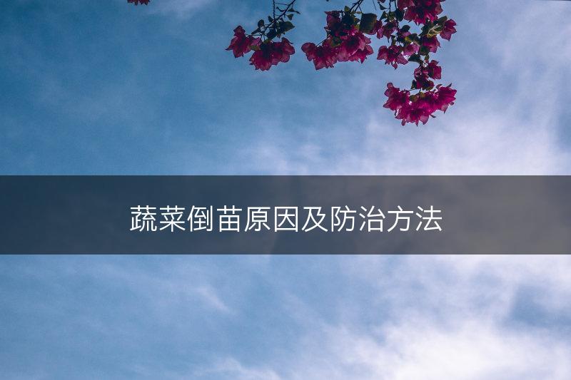 蔬菜倒苗原因及防治方法(图1)