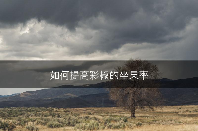 如何提高彩椒的坐果率(图1)