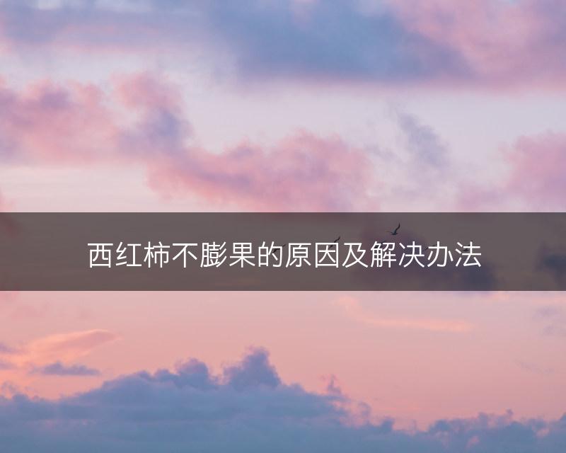 西红柿不膨果的原因及解决办法(图1)