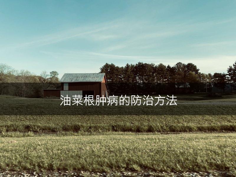 油菜根肿病的防治方法(图1)