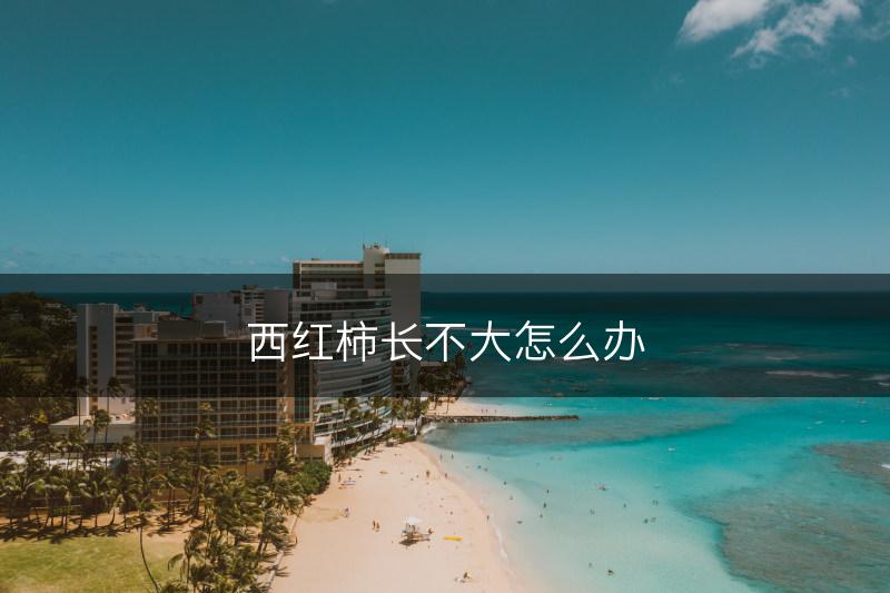 西红柿长不大怎么办(图1)