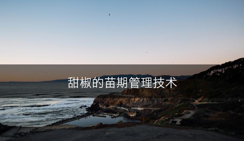 甜椒的苗期管理技术(图1)