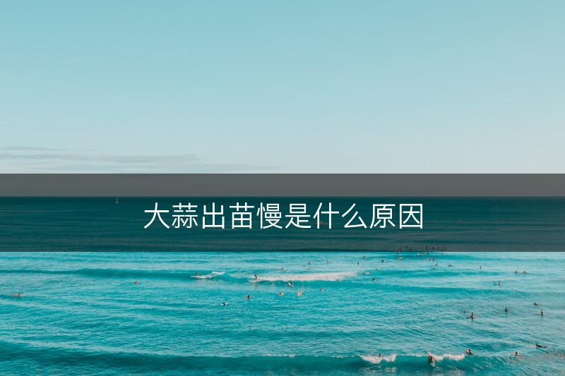 大蒜出苗慢是什么原因(图1)