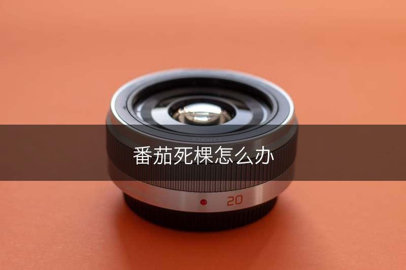 番茄死棵怎么办(图1)