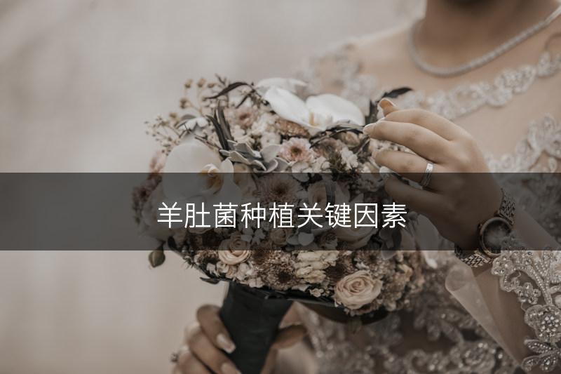 羊肚菌种植关键因素(图1)