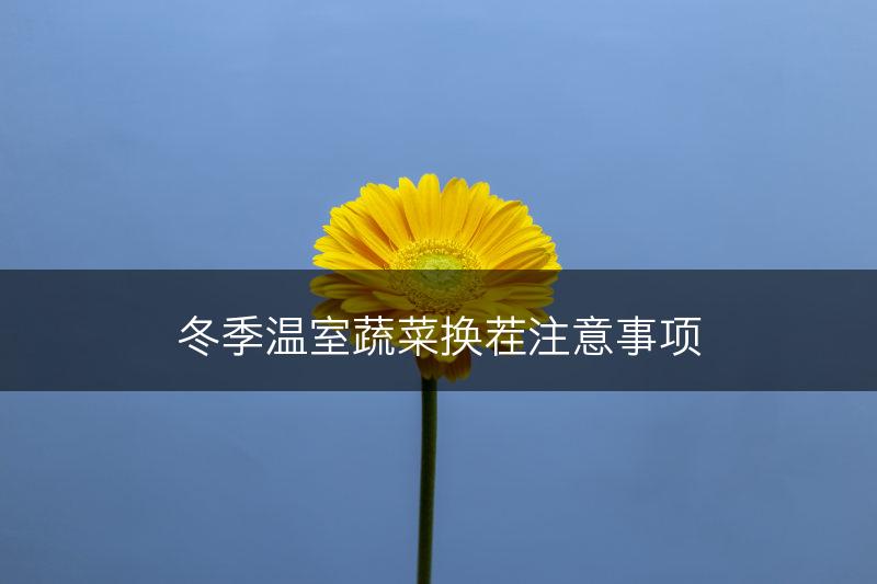 冬季温室蔬菜换茬注意事项(图1)