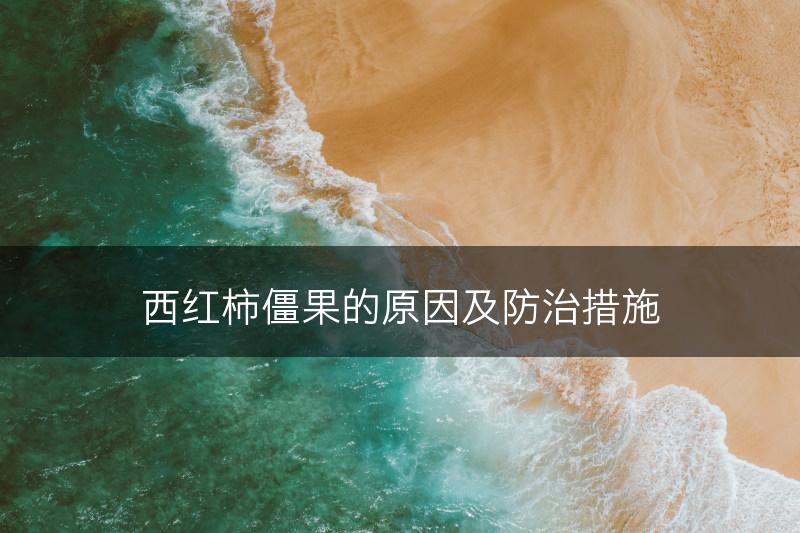 西红柿僵果的原因及防治措施(图1)