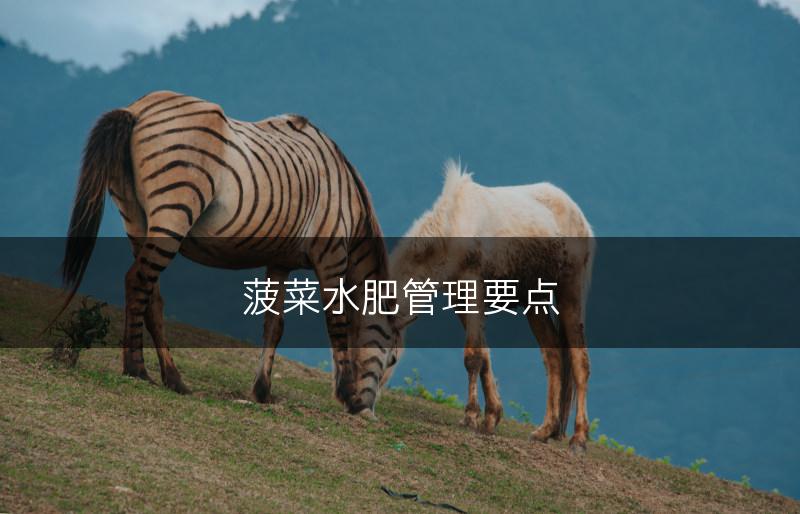 菠菜水肥管理要点(图1)