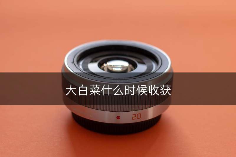 大白菜什么时候收获(图1)