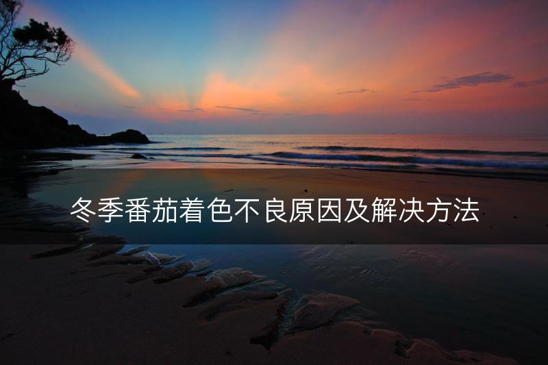 冬季番茄着色不良原因及解决方法(图1)