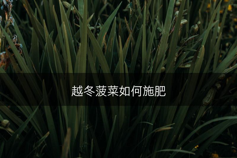 越冬菠菜如何施肥(图1)