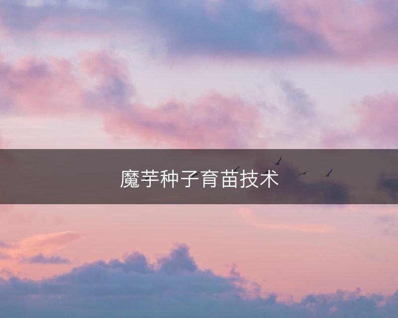魔芋种子育苗技术(图1)