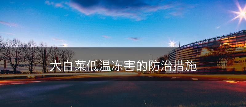 大白菜低温冻害的防治措施(图1)