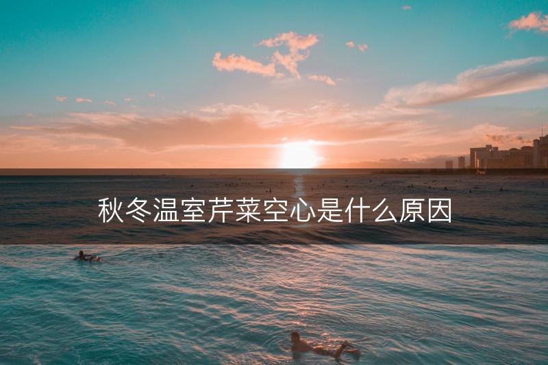 秋冬温室芹菜空心是什么原因(图1)