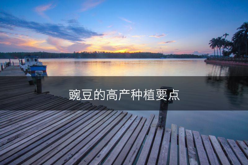 豌豆的高产种植要点(图1)