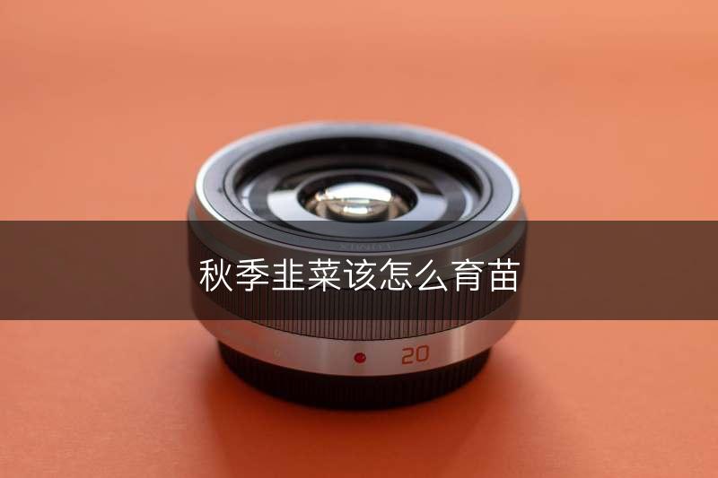 秋季韭菜该怎么育苗(图1)