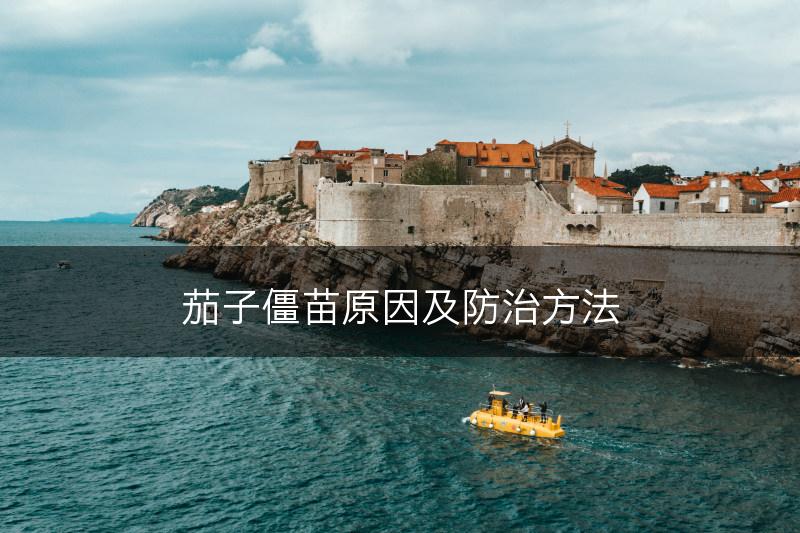 茄子僵苗原因及防治方法(图1)