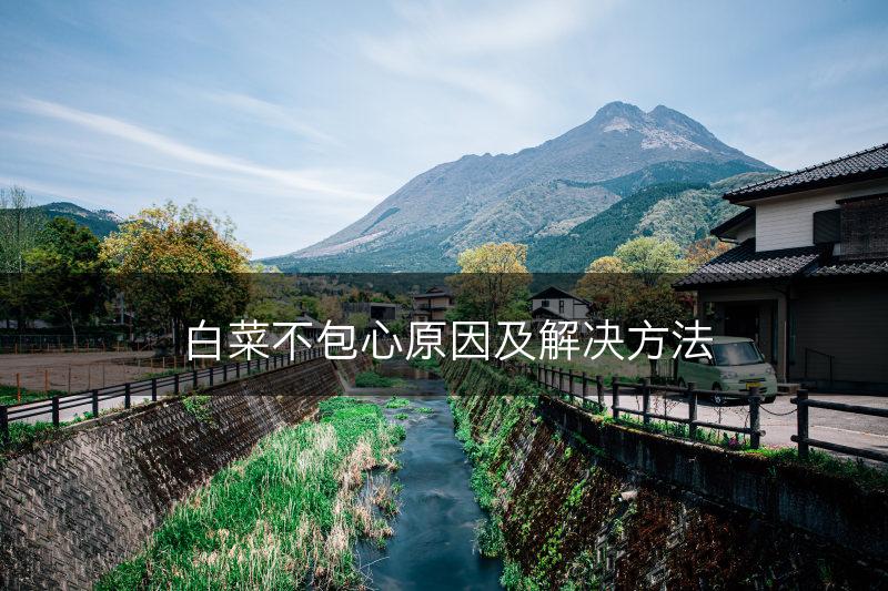 白菜不包心原因及解决方法(图1)