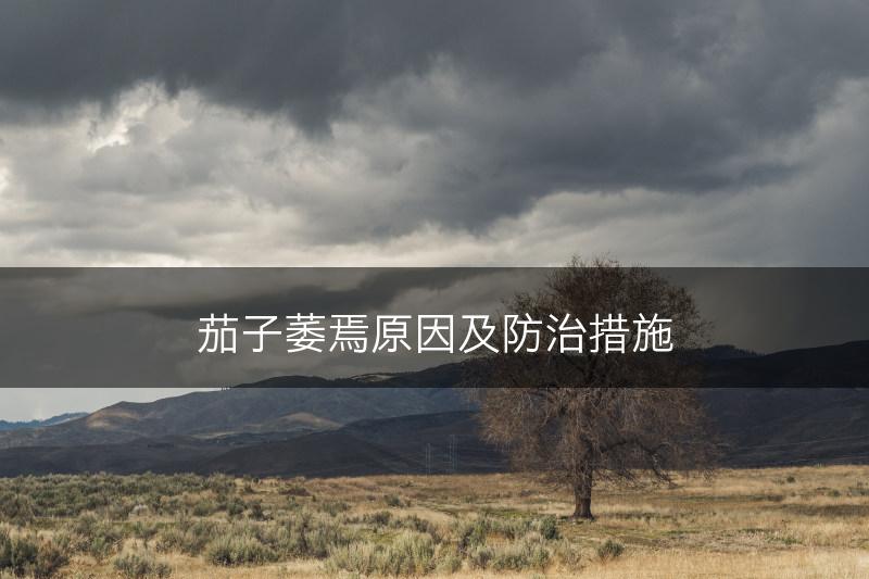 茄子萎焉原因及防治措施(图1)