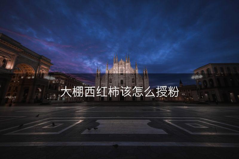 大棚西红柿该怎么授粉(图1)