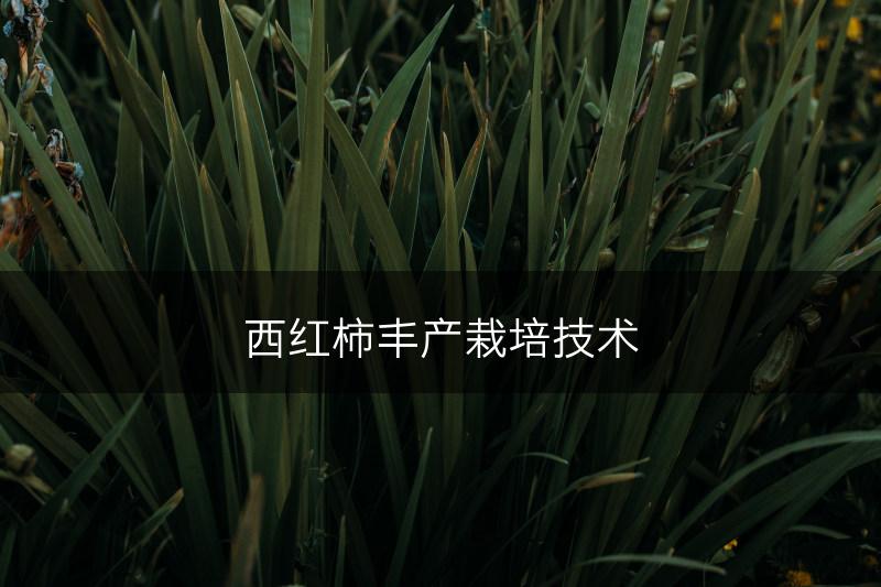 西红柿丰产栽培技术(图1)