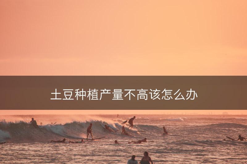 土豆种植产量不高该怎么办(图1)