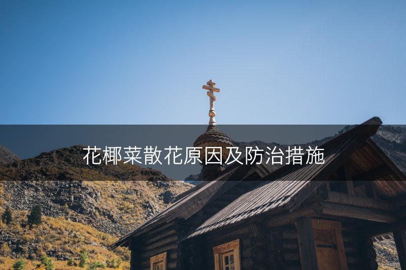 花椰菜散花原因及防治措施(图1)