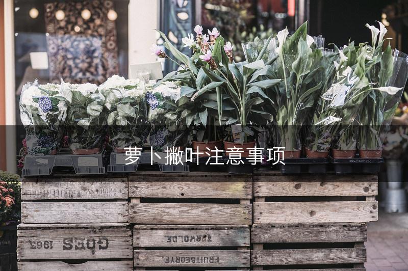 萝卜撇叶注意事项(图1)