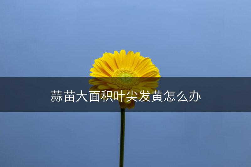 蒜苗大面积叶尖发黄怎么办(图1)