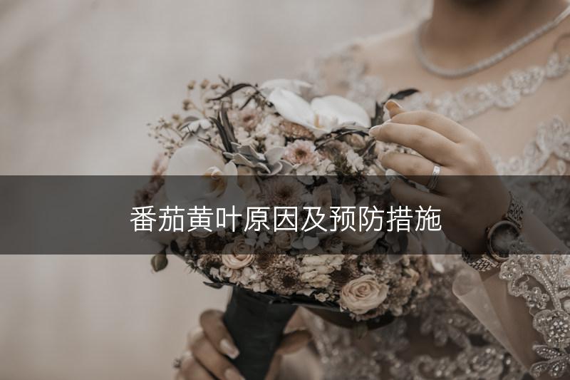番茄黄叶原因及预防措施(图1)