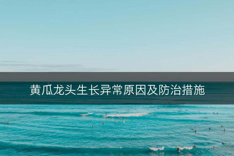 黄瓜龙头生长异常原因及防治措施(图1)
