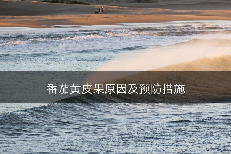 番茄黄皮果原因及预防措施(图1)