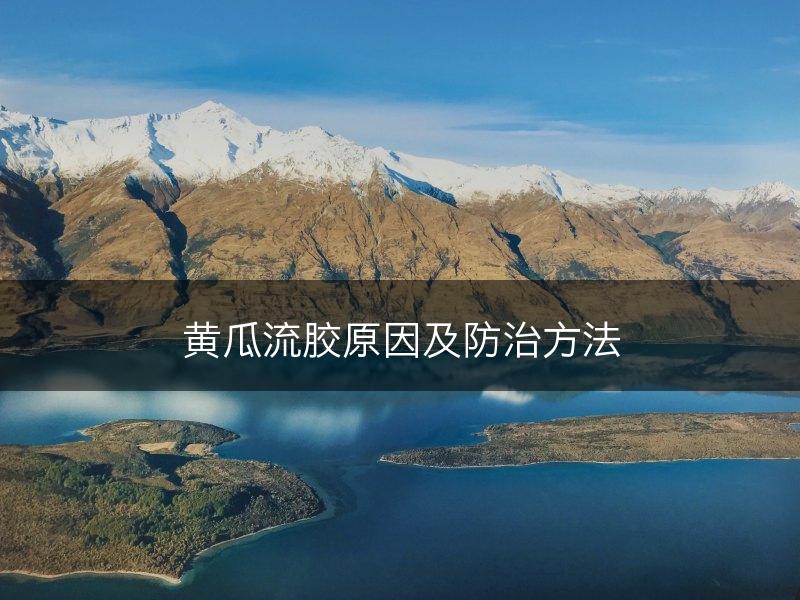 黄瓜流胶原因及防治方法(图1)