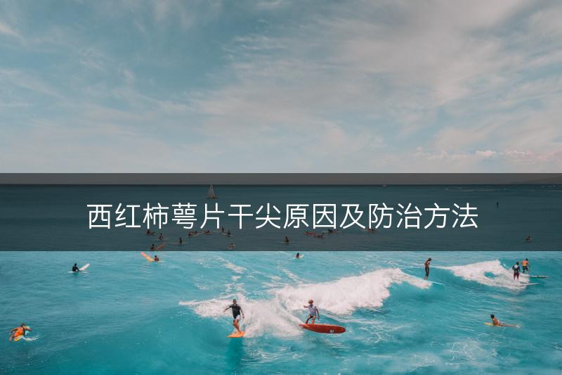 西红柿萼片干尖原因及防治方法(图1)