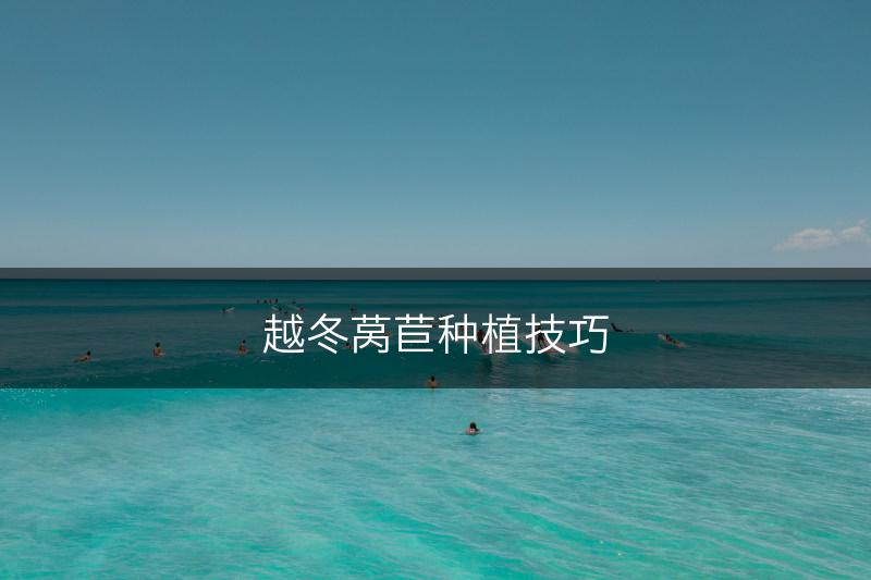越冬莴苣种植技巧(图1)