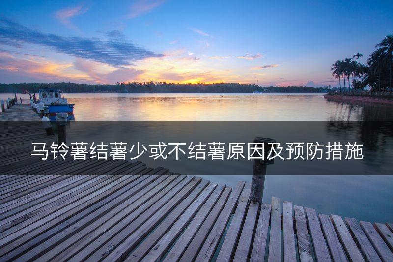 马铃薯结薯少或不结薯原因及预防措施(图1)