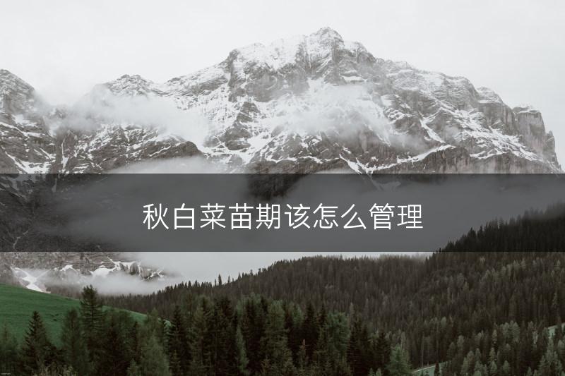 秋白菜苗期该怎么管理(图1)