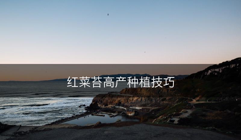 红菜苔高产种植技巧(图1)