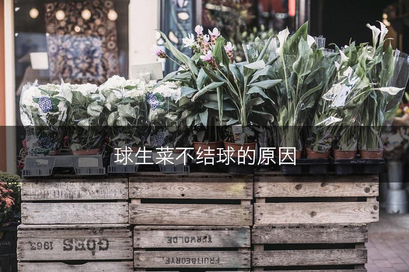 球生菜不结球的原因(图1)