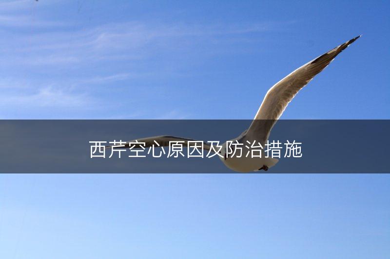 西芹空心原因及防治措施(图1)