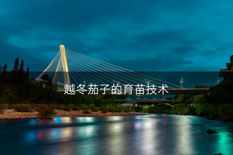 越冬茄子的育苗技术(图1)