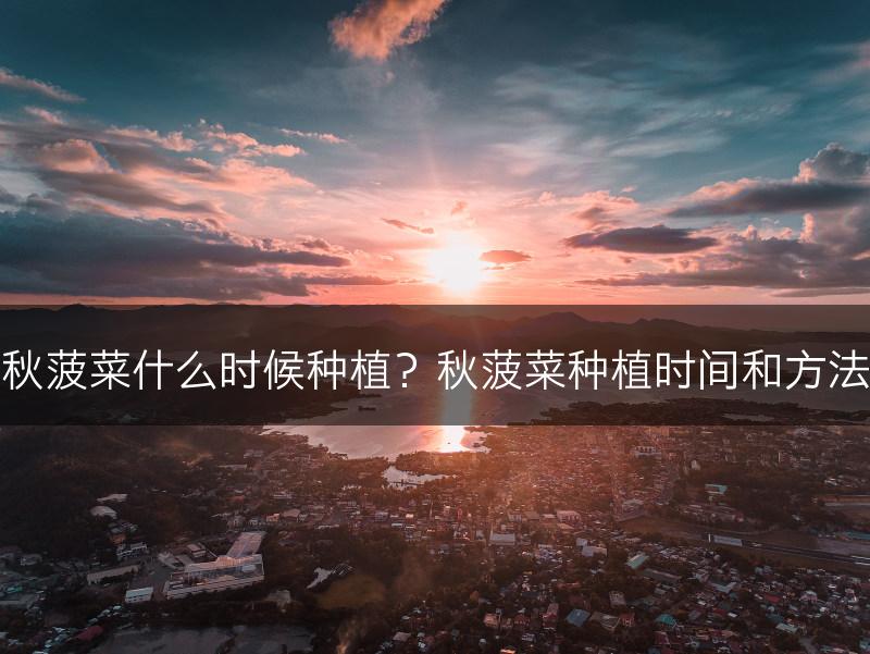 秋菠菜什么时候种植？秋菠菜种植时间和方法(图1)