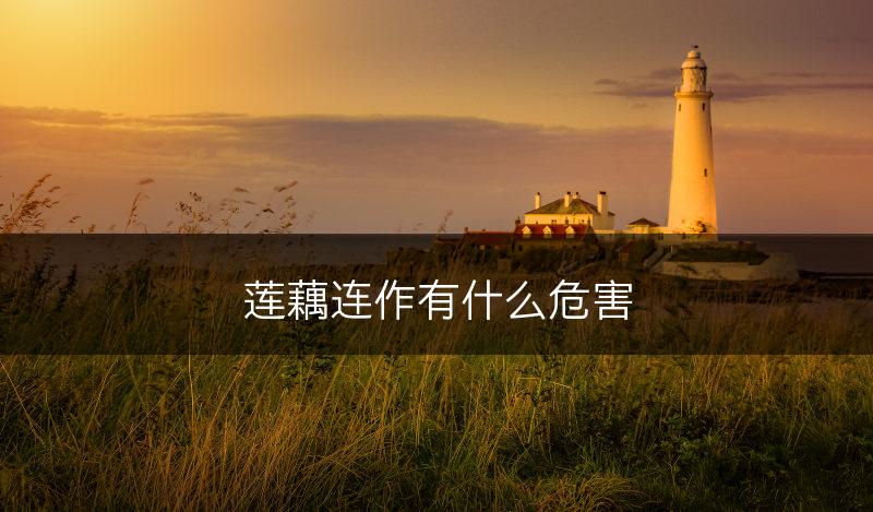 莲藕连作有什么危害(图1)