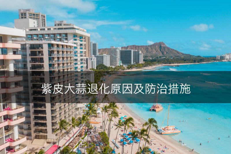 紫皮大蒜退化原因及防治措施(图1)