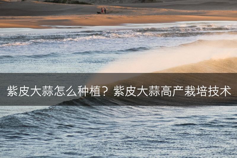 紫皮大蒜怎么种植？紫皮大蒜高产栽培技术(图1)