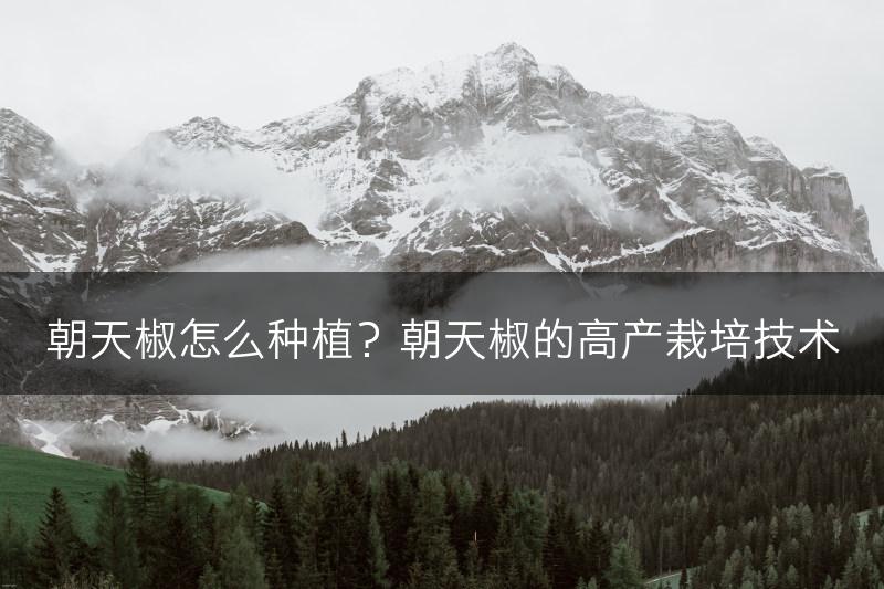 朝天椒怎么种植？朝天椒的高产栽培技术(图1)