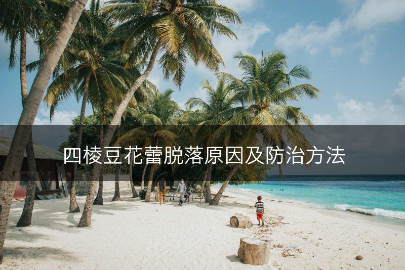 四棱豆花蕾脱落原因及防治方法(图1)