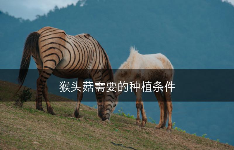 猴头菇需要的种植条件(图1)