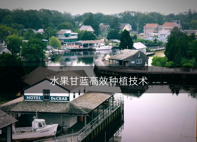 水果甘蓝高效种植技术(图1)